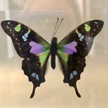 Purple Spotted Butterfly Framed