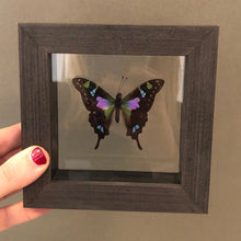 Purple Spotted Butterfly Framed