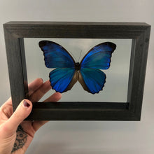 Blue Morpho Butterfly in Black Wood Frame