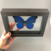 Blue Morpho Butterfly in Black Wood Frame