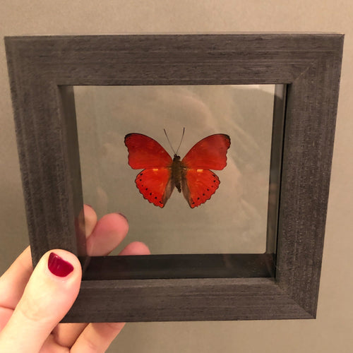 Red Glider Butterfly in Black Wood Frame