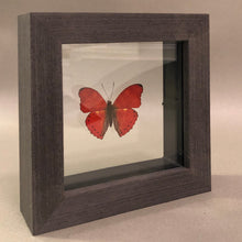 Red Glider Butterfly in Black Wood Frame