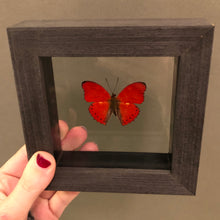 Red Glider Butterfly in Black Wood Frame