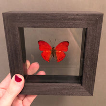 Red Glider Butterfly in Black Wood Frame