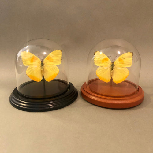 Yellow Butterfly in Glass Dome