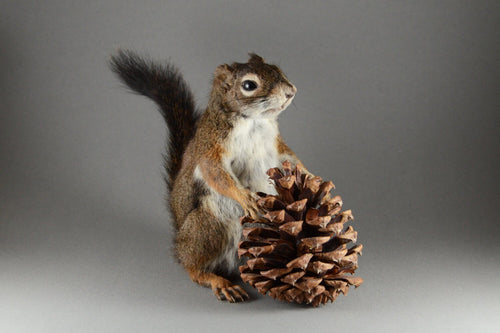 Taxidermy Squirrel with Pine Cone