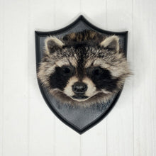 Taxidermy Raccoon Head Mount