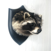 Taxidermy Raccoon Head Mount