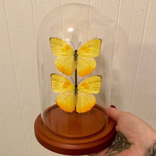 Yellow Butterflies in Glass Dome