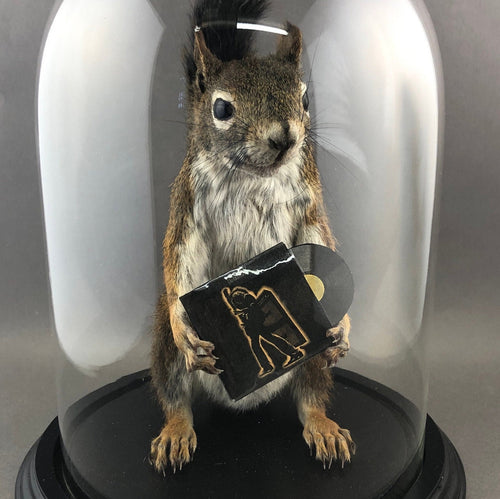 ANY RECORD Taxidermy Squirrel
