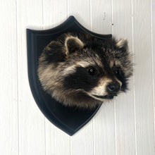 Taxidermy Raccoon Head Mount