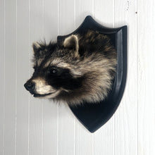 Taxidermy Raccoon Head Mount