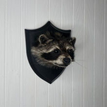 Taxidermy Raccoon Head Mount