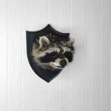 Taxidermy Raccoon Head Mount