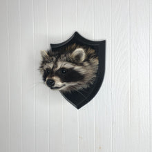 Taxidermy Raccoon Head Mount