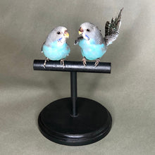Pair of Taxidermy Parakeets on Perch