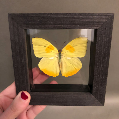 Yellow Butterfly in Black Wood Frame