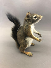 Taxidermy Squirrel