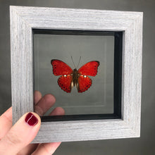 Red Glider Butterfly in Black Wood Frame