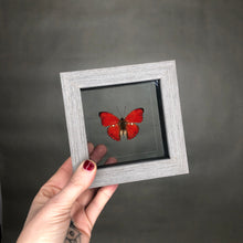 Red Glider Butterfly in Black Wood Frame