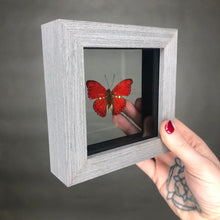 Red Glider Butterfly in Black Wood Frame