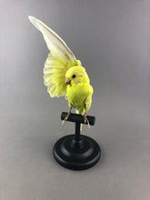 Taxidermy Bird Perch