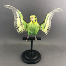 Taxidermy Bird Perch