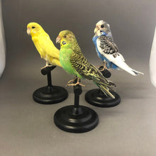 Taxidermy Bird Perch