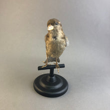 Taxidermy Bird Perch