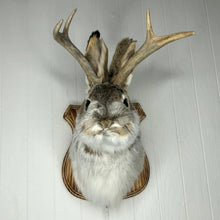 Taxidermy Jackalope on Wood Plaque