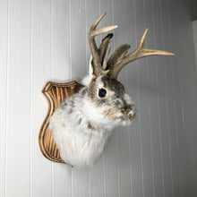 Taxidermy Jackalope on Wood Plaque