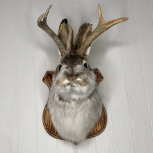 Taxidermy Jackalope on Wood Plaque