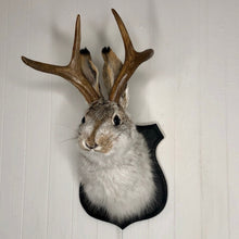 Taxidermy Jackalope on Black Wood Plaque