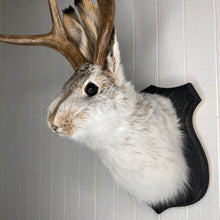 Taxidermy Jackalope on Black Wood Plaque