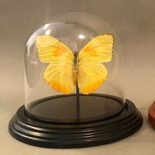 Yellow Butterfly in Glass Dome