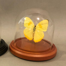 Yellow Butterfly in Glass Dome