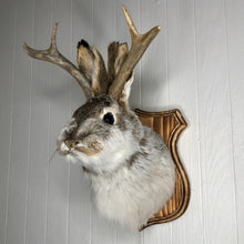 Taxidermy Jackalope on Wood Plaque