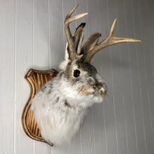 Taxidermy Jackalope on Wood Plaque