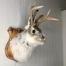 Taxidermy Jackalope on Wood Plaque