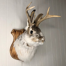 Taxidermy Jackalope on Wood Plaque