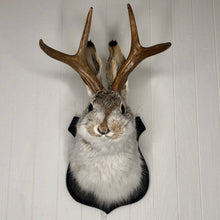 Taxidermy Jackalope on Black Wood Plaque