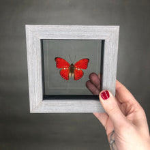 Red Glider Butterfly in Black Wood Frame