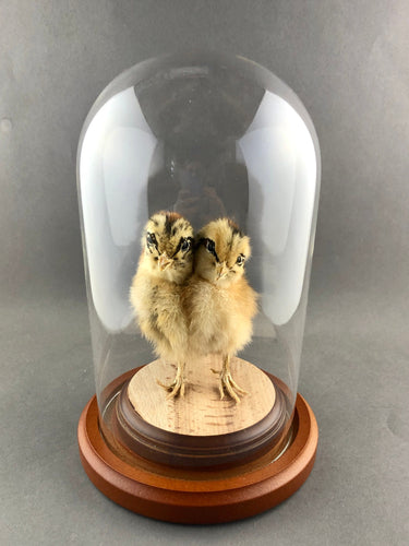 Taxidermy Two-Headed Chick