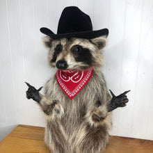 Taxidermy Raccoon Cowboy Finger Guns