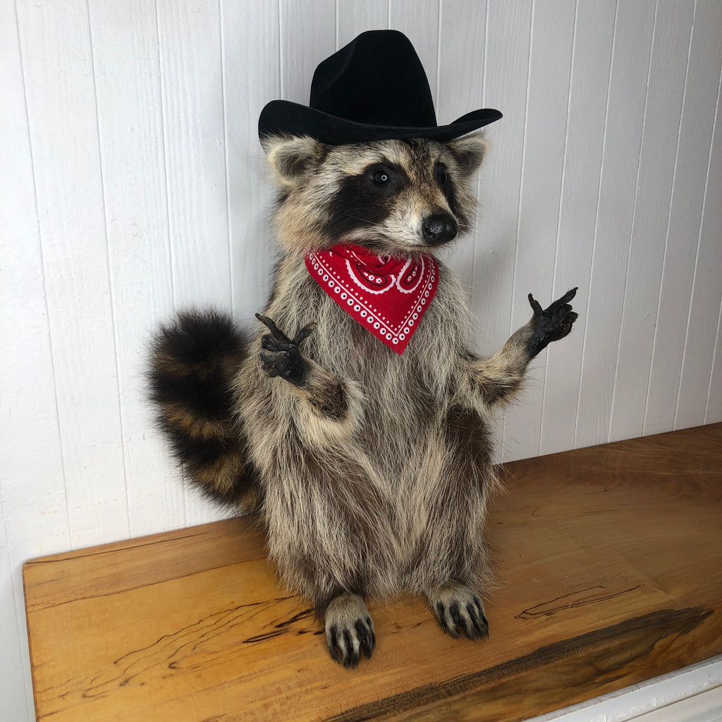 Taxidermy Raccoon Cowboy Finger Guns – Brooklyn Taxidermy