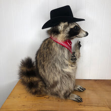 Taxidermy Raccoon Cowboy Finger Guns