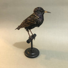 European Starling on Black Wood Perch