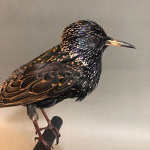 European Starling on Black Wood Perch