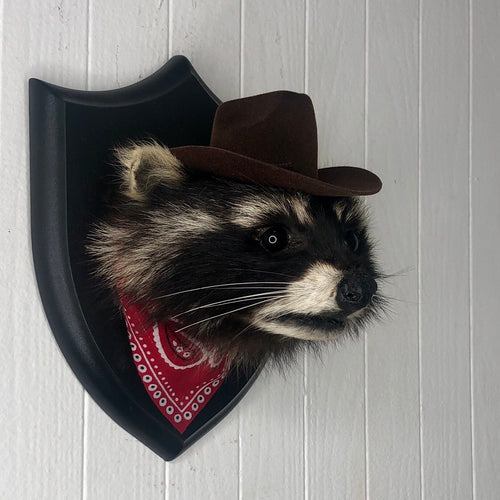 Taxidermy Cowboy Raccoon Head Mount