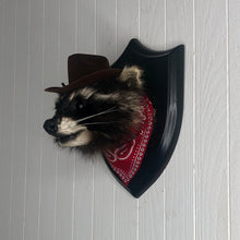 Taxidermy Cowboy Raccoon Head Mount